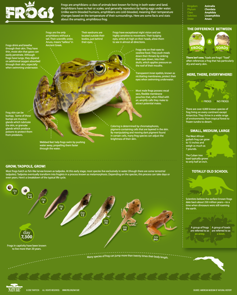 FrogInfographic-110912-823x1024 Wildlife Facts: Frogs & Toads