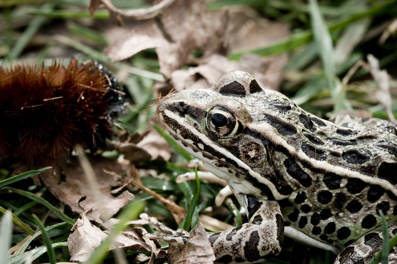 Wildlife Facts Frogs And Toads