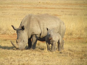 rhinos-382401_1280-300x225 World Wildlife Day: Hope for a sustainable future