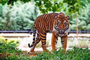 sumatran-tiger-518771_1280-300x200 World Wildlife Day: Hope for a sustainable future