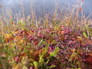 cranberry-697037_1280-300x225 What Is A Wetland?