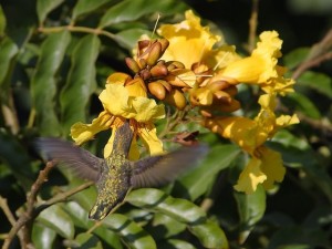 hummingbird-3202_6401-300x225 Protecting Pollinators