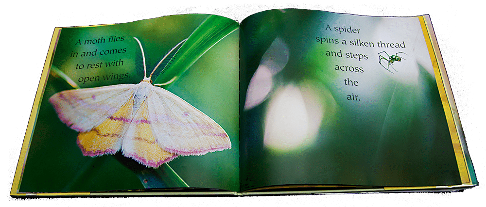 moth-spider1 Children's Book Review: Step Gently Out