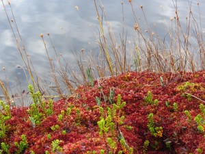 sphagnum-697052_1280-300x225 What Is A Wetland?