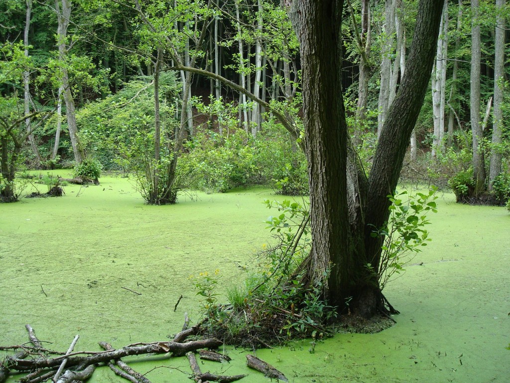 swamp-229250_1280-1024x768 What Is A Wetland?