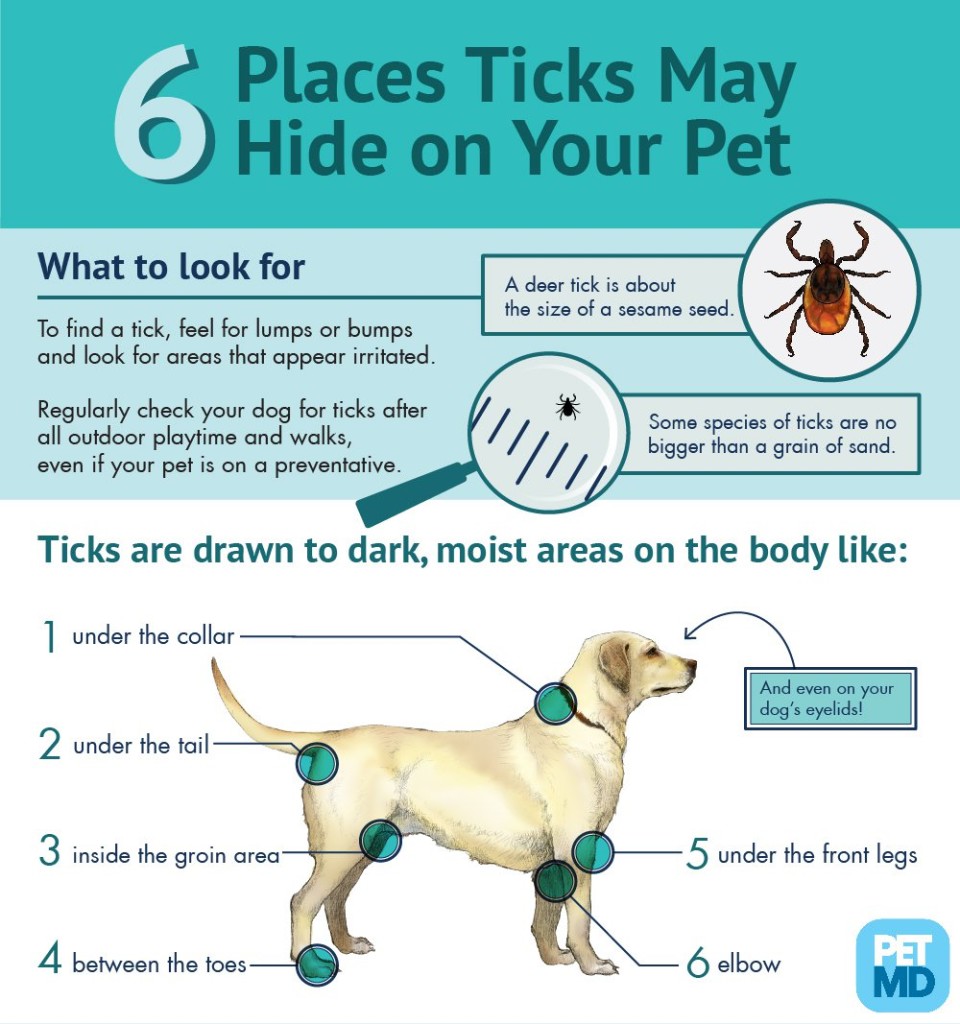 ticks_infographic-01-960x1024 Preventing and Removing Ticks From Your Dog