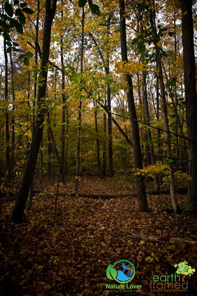 2015-Fall-Mandaumin-Woods-3937 Rustling Leaves Through Mandaumin Woods