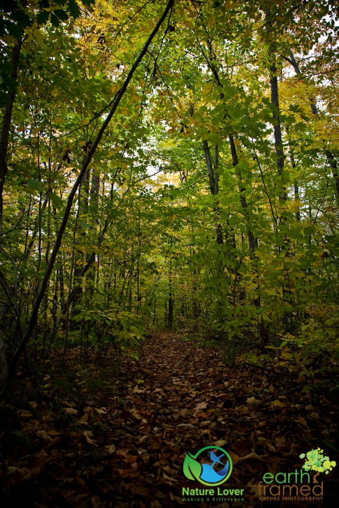 2015-Fall-Mandaumin-Woods-3941 Rustling Leaves Through Mandaumin Woods