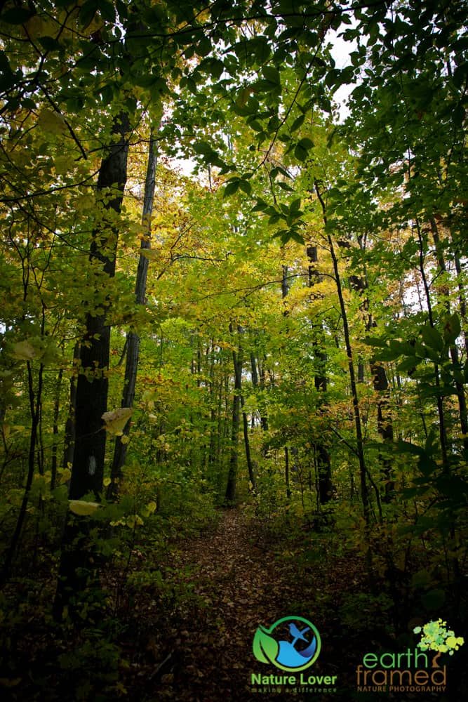 2015-Fall-Mandaumin-Woods-3952 Rustling Leaves Through Mandaumin Woods