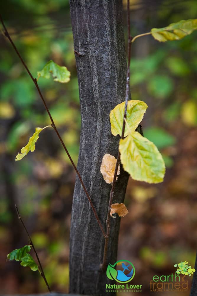 2015-Fall-Mandaumin-Woods-3954 Rustling Leaves Through Mandaumin Woods