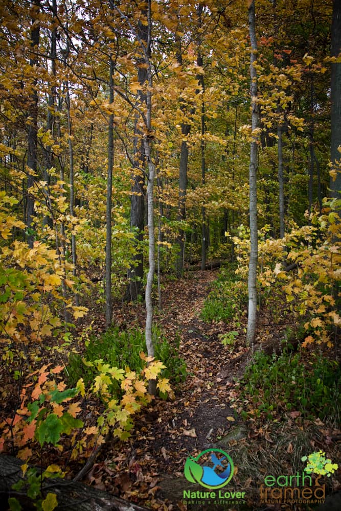 2015-Fall-Mandaumin-Woods-3963 Rustling Leaves Through Mandaumin Woods