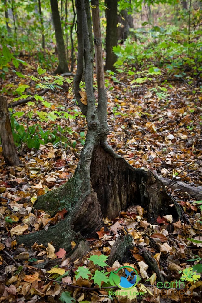 2015-Fall-Mandaumin-Woods-3982 Rustling Leaves Through Mandaumin Woods