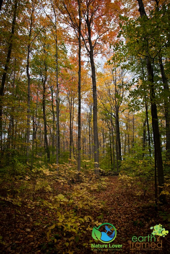 2015-Fall-Mandaumin-Woods-3993 Rustling Leaves Through Mandaumin Woods