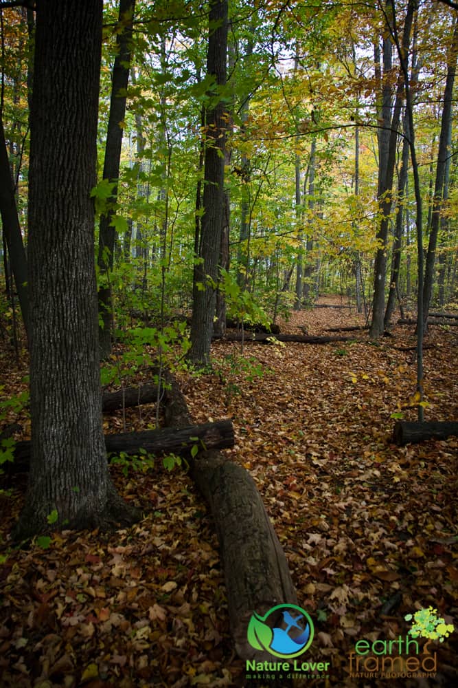 2015-Fall-Mandaumin-Woods-4013 Rustling Leaves Through Mandaumin Woods