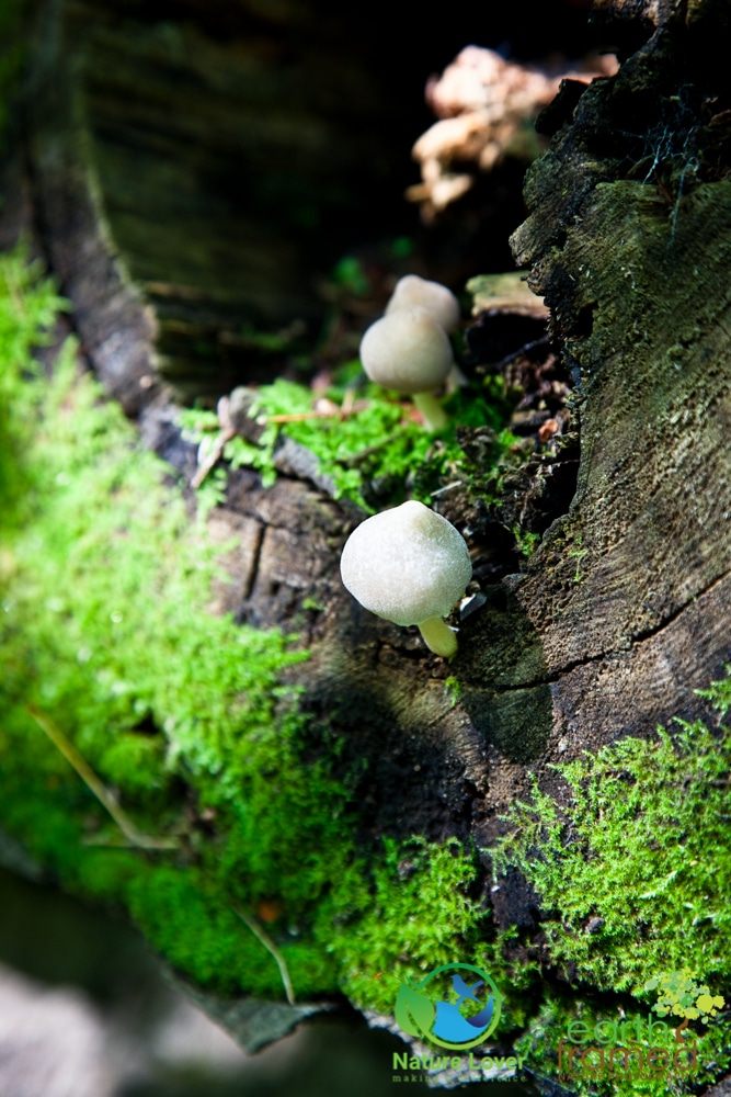 2015-July-08-90051 Mushrooms All Over Restoule Provincial Park