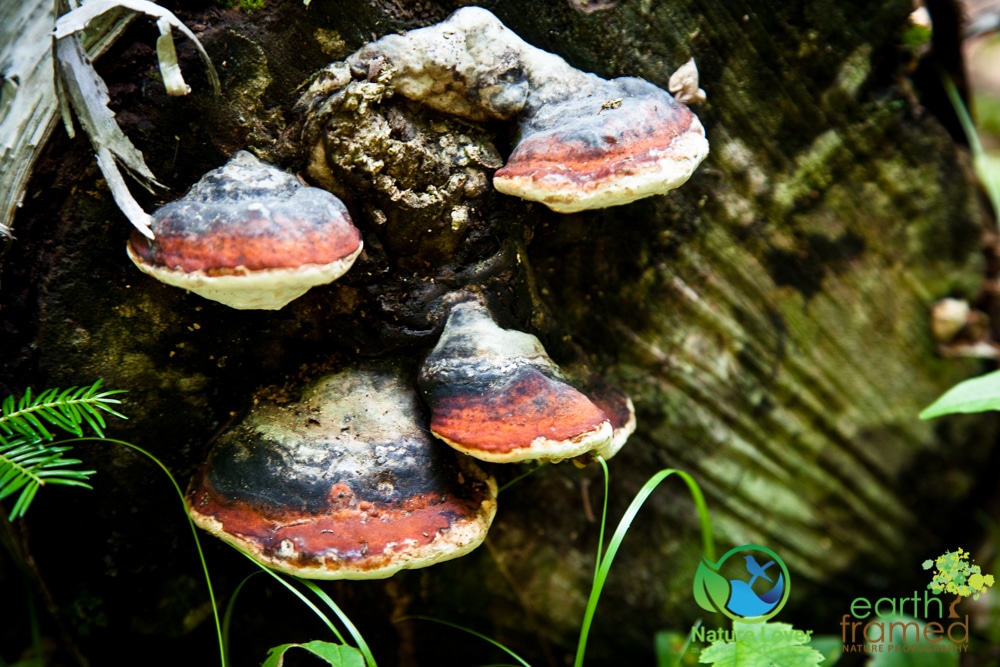 2015-July-08-90121 Mushrooms All Over Restoule Provincial Park