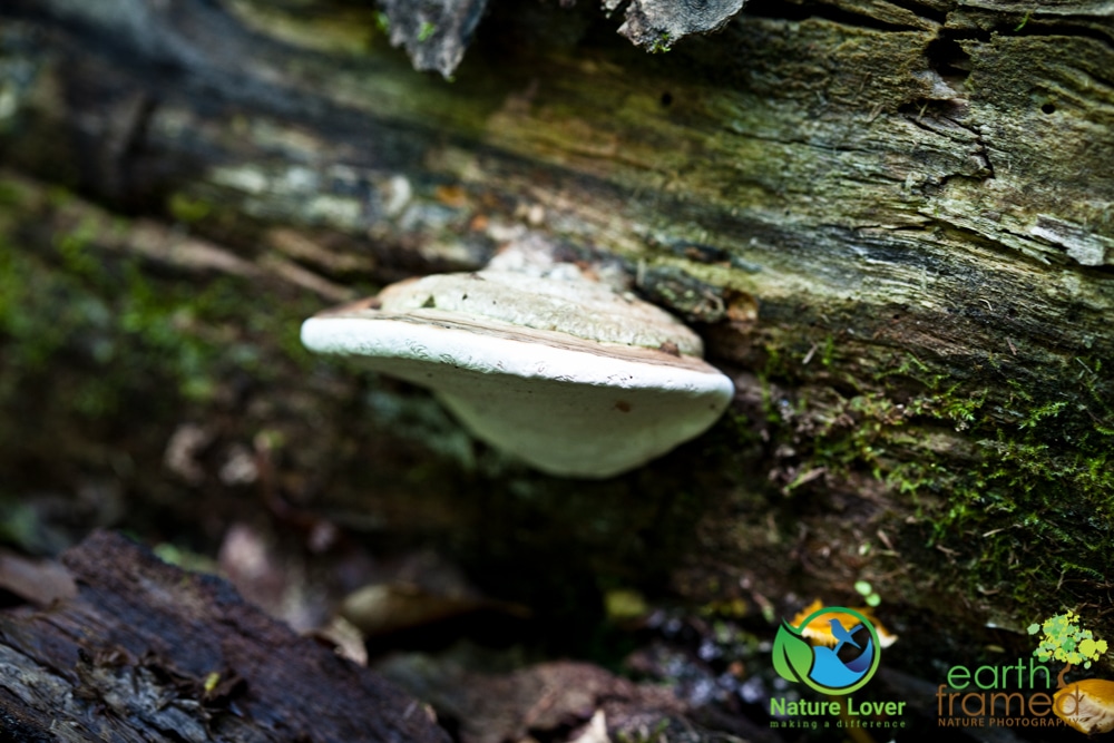 2015-July-08-90191 Mushrooms All Over Restoule Provincial Park