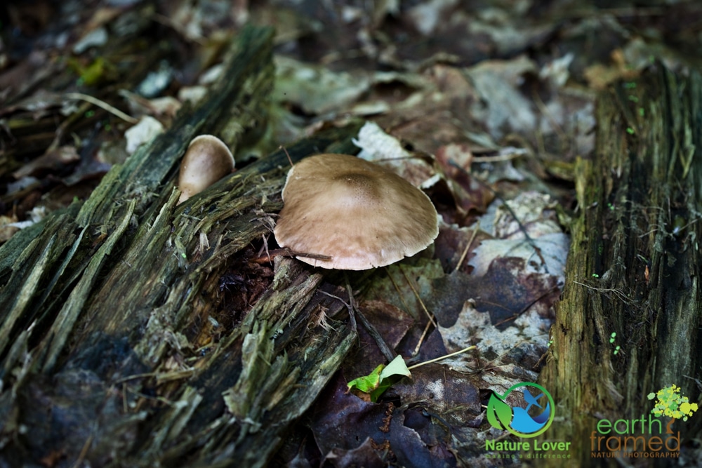 2015-July-08-90211 Mushrooms All Over Restoule Provincial Park