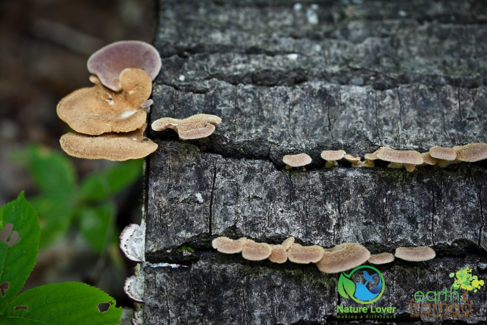 2015-July-08-90331 Mushrooms All Over Restoule Provincial Park