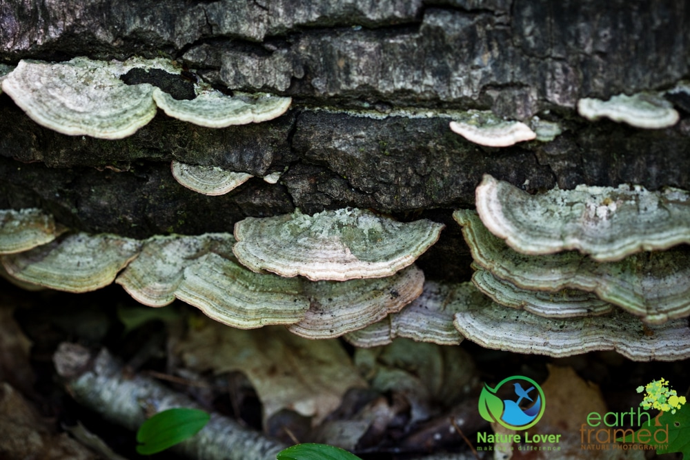 2015-July-08-90361 Mushrooms All Over Restoule Provincial Park