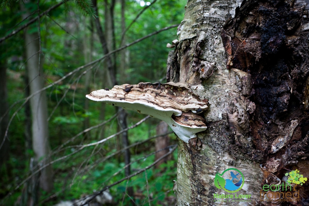 2015-July-09-91771 Mushrooms All Over Restoule Provincial Park