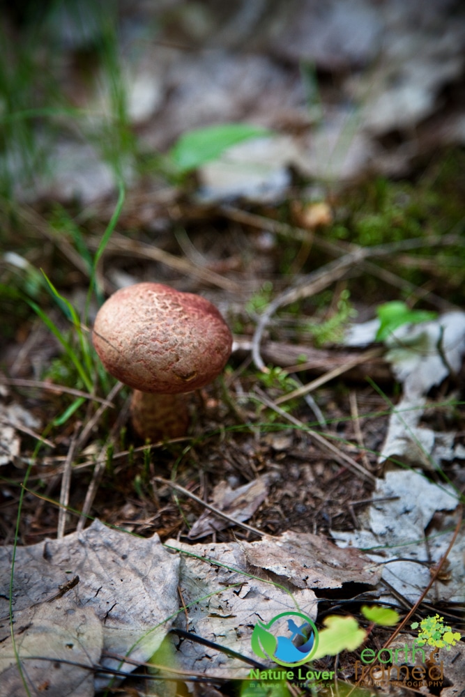 2015-July-09-93091 Mushrooms All Over Restoule Provincial Park