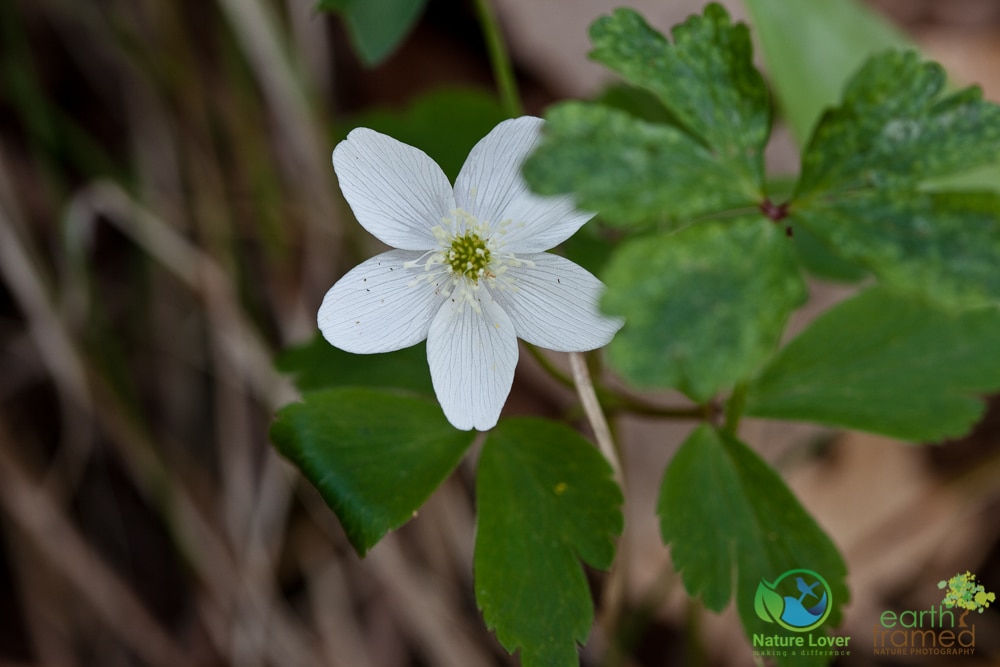 2015-May-08-7726 Marthaville's Spring Bloom