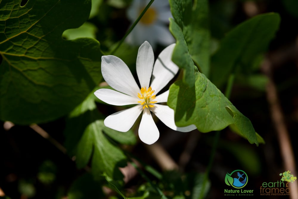 2015-May-08-7914 Marthaville's Spring Bloom