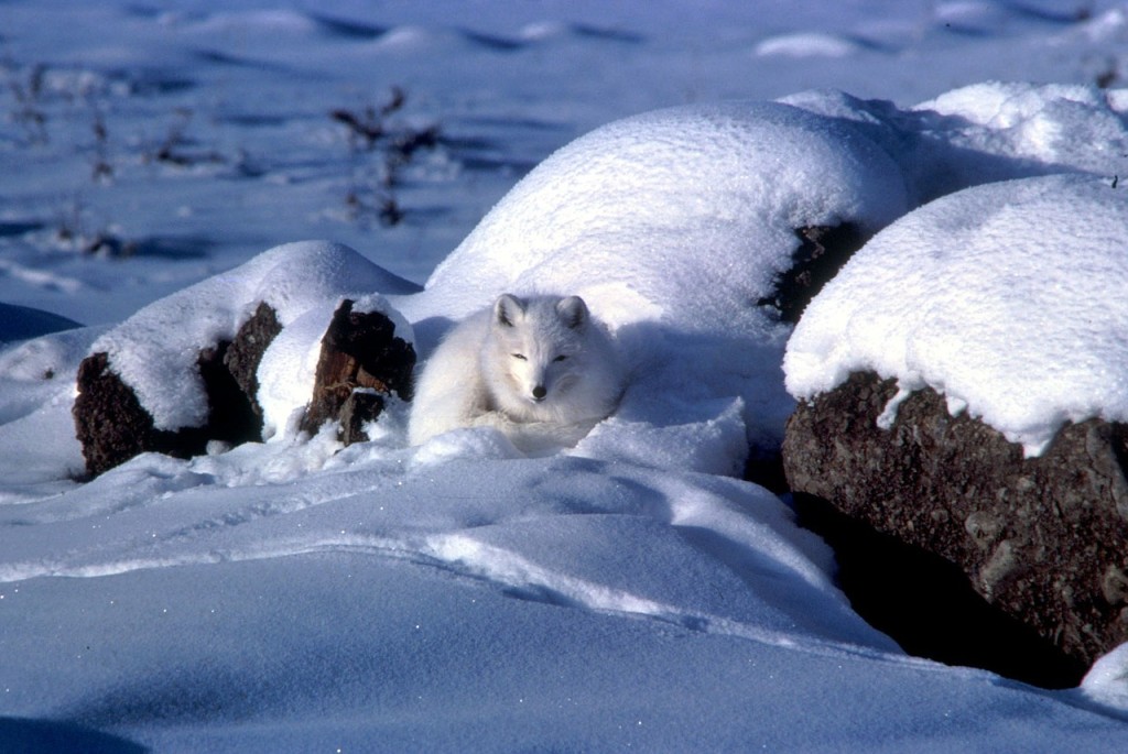 arctic-86573_1280-1024x685 The Arctic Fox's Fur