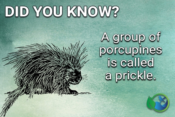 What is a Group of Porcupines Called  