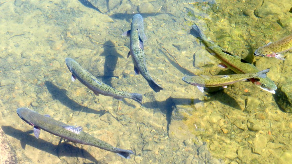 trout-953012_1920-1024x576 1% Of Fresh Water