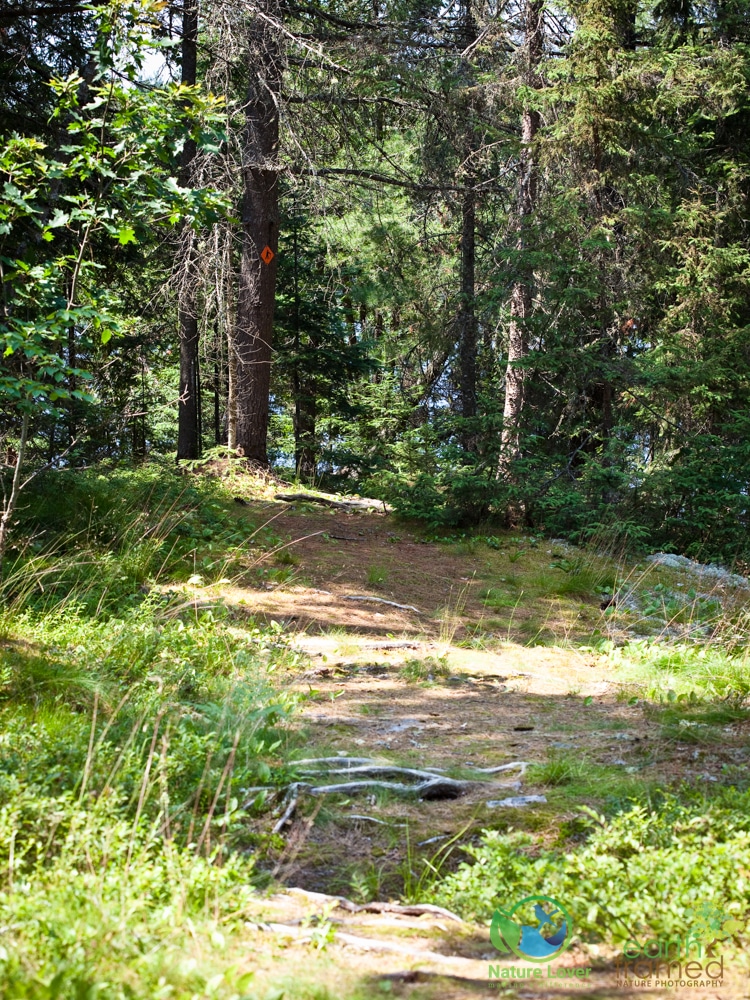 2015-July-11-9601 Hiking Samuel De Champlain's Wabashkiki Trail