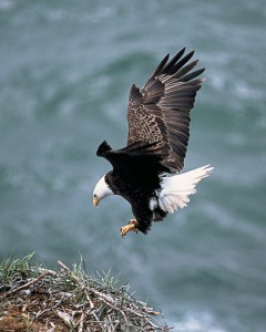 eagles-nest-142700_1280-1-240x300 If a Bald Eagle Loses A Feather