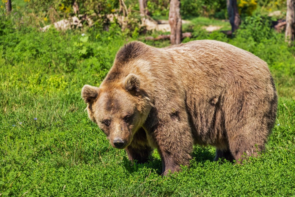 bear-422682_1920-1024x683 A Group of Bears