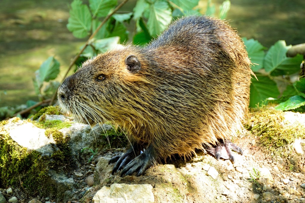 beaver-862600_19201-1024x682 Wildlife Facts: North American Beaver