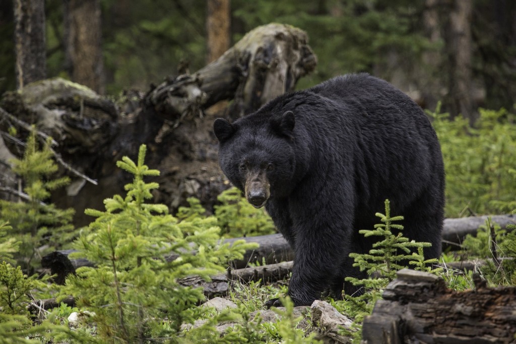 black-bear-1170229_1920-1024x683 A Group of Bears