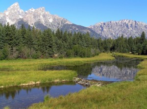 grand-teton-national-park-80548_1280-300x224 Wildlife Facts: North American Beaver