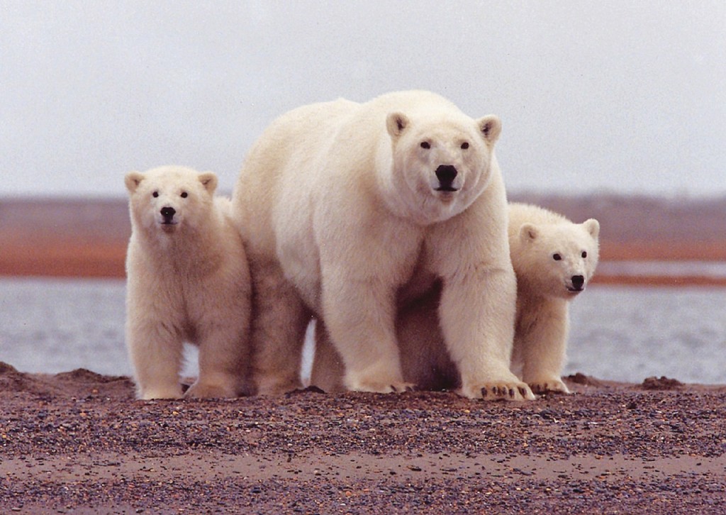 polar-bear-674001_1280-1024x726 A Group of Bears