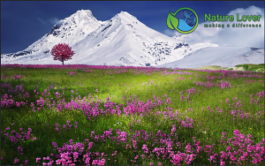 Flower-Fields-Snow-Mountains-300x188 Spring Wallpapers Are Here!