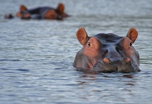hippo-515027_1920-300x205 A Bloat of Hippos