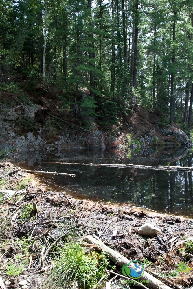 2009-August-27-1870 Algonquin's Beaver Pond Trail