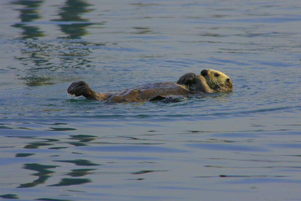 sea-otter-442246_1280-1024x684 A Romp of Otters