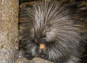 animal-983529_1280-300x219 A Prickle of Porcupines