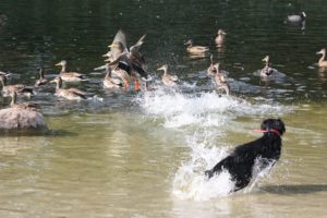 ducks-55596_1920-300x200 Why You Should Walk Your Dog On Leash