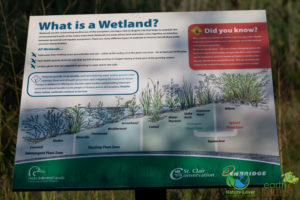 2014-August-18-5771-300x200 Discovering Wawanosh Wetlands