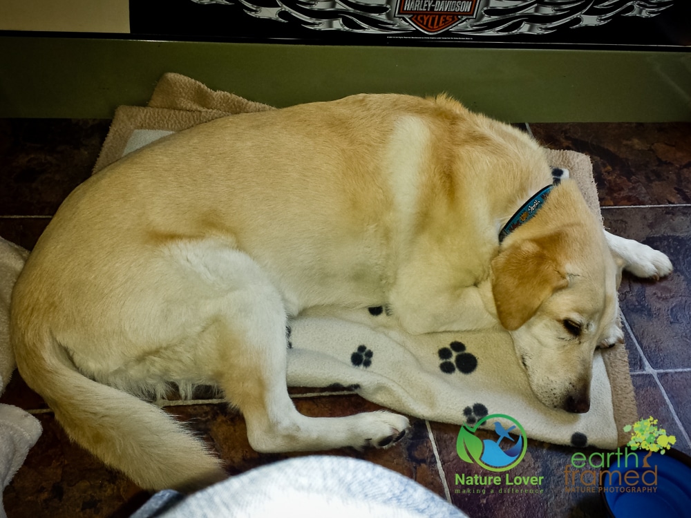 2015-July-15-184410 Maya the Nature Dog Discovers Halfway Lake Provincial Park