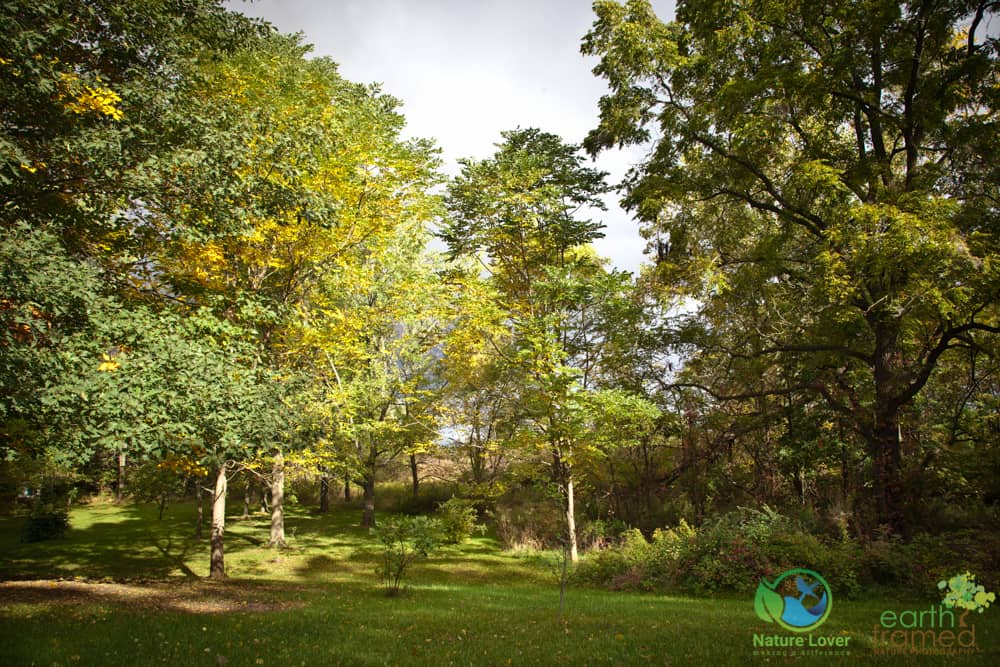 2016-October-09-4571 Quick Walk At Clark Wright Conservation Area