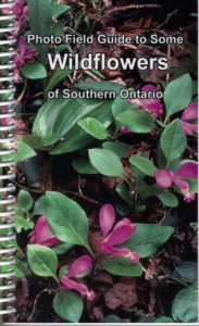 Wildflowers-Southern-Ontario-183x300 Wildflowers at Wawonosh Wetlands in Late Summer