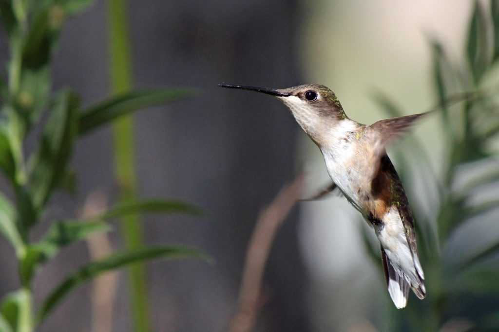 hummingbird-371308_1920-1024x683 Wildlife Facts: Hummingbirds