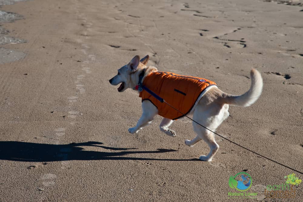 2015-December-24-4332 Maya The Nature Dog Checks Out Ipperwash Beach